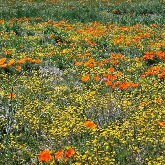 Meet your Posher, Shay - Picture 1 of 1